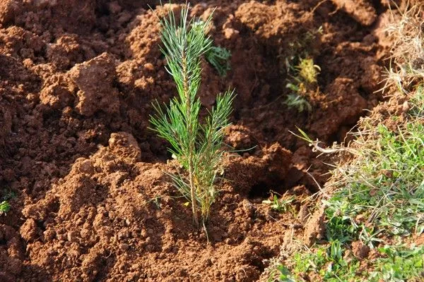 Zasadi Ja Svojata Idnina 2